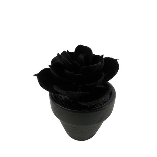 Assorted Mini Black Potted Succulent, 1pc. by Ashland®